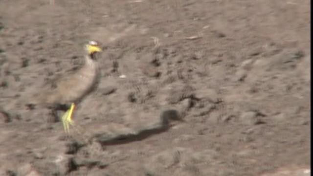 Wattled Lapwing - ML200783981