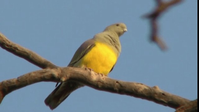 Bruce's Green-Pigeon - ML200783991