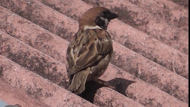 Eurasian Tree Sparrow - ML200784071