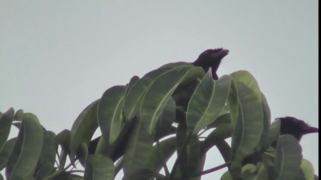 Greater Racket-tailed Drongo - ML200784081