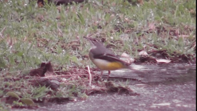 Gray Wagtail - ML200784091