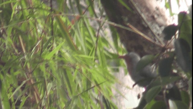 Red-billed Malkoha - ML200784141