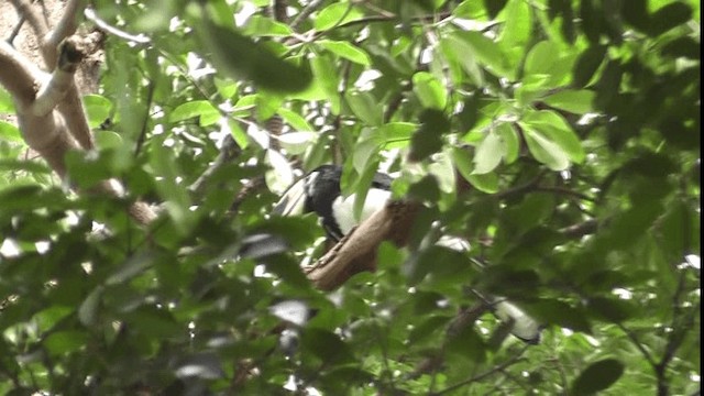 Oriental Pied-Hornbill - ML200784251