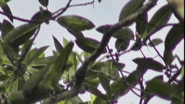 Red-lored Parrot (Red-lored) - ML200784271