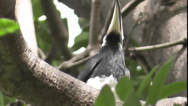 Oriental Pied-Hornbill - ML200784321