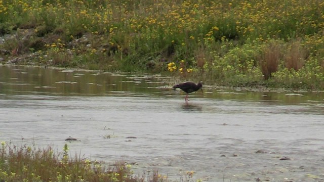 Кулик-довгоніг чорний - ML200784651