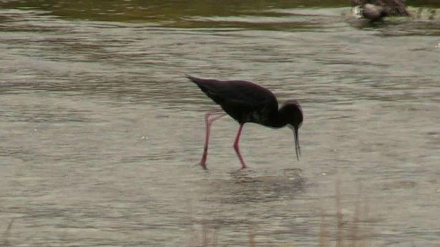 Cigüeñuela Negra - ML200784671