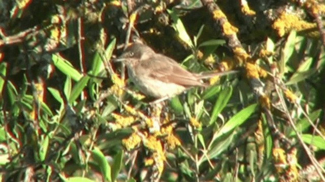 Western Orphean Warbler - ML200784851