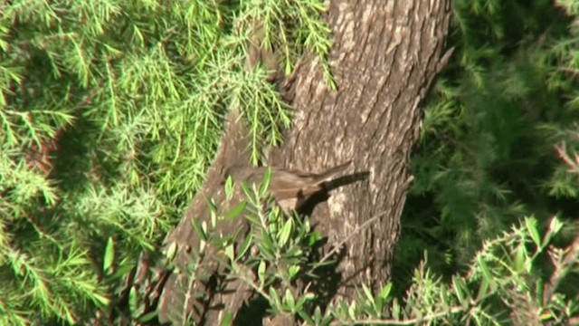 Western Orphean Warbler - ML200784861