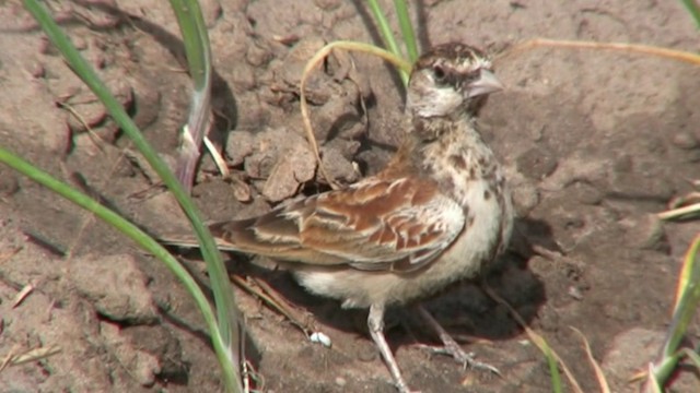 Chestnut-backed Sparrow-Lark - ML200785631