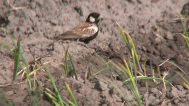 Chestnut-backed Sparrow-Lark - ML200785661