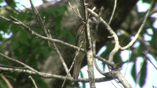 Sulphur-bellied Flycatcher - ML200785681