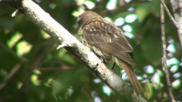 Sulphur-bellied Flycatcher - ML200785721