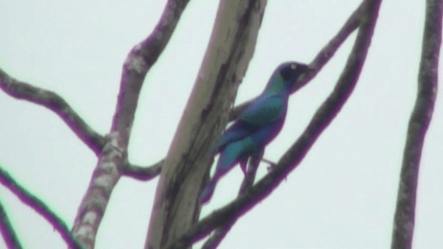 Splendid Starling - ML200785751