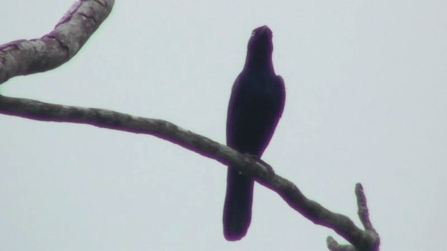 Splendid Starling - ML200785761