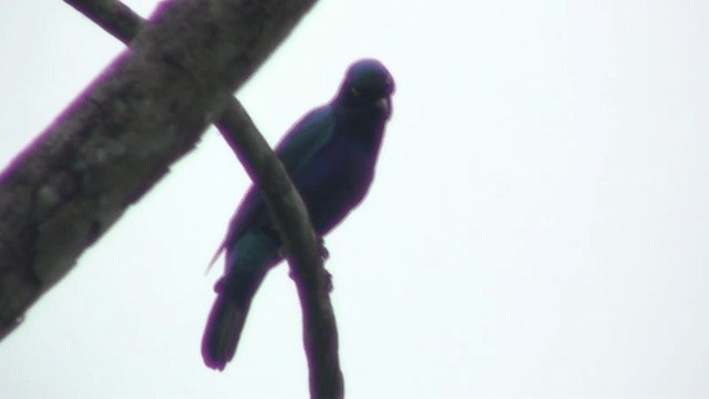 Splendid Starling - ML200785771