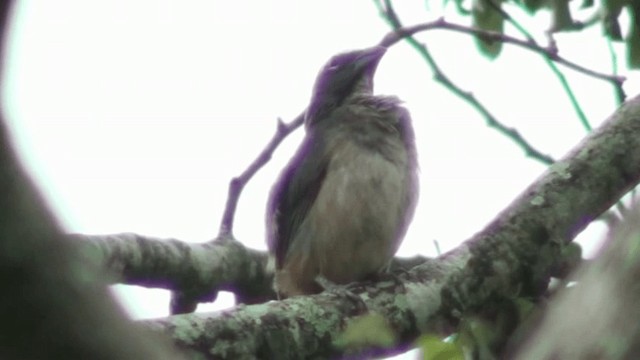 Cinnamon-bellied Saltator - ML200785891