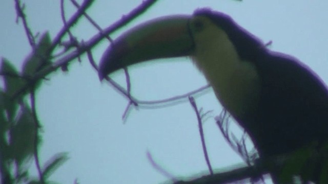 Keel-billed Toucan - ML200785911