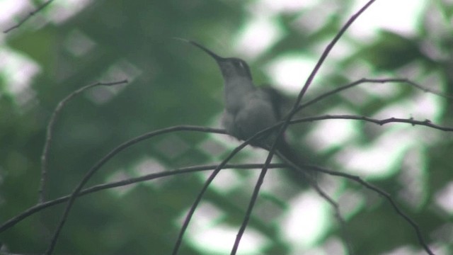Wedge-tailed Sabrewing - ML200786131