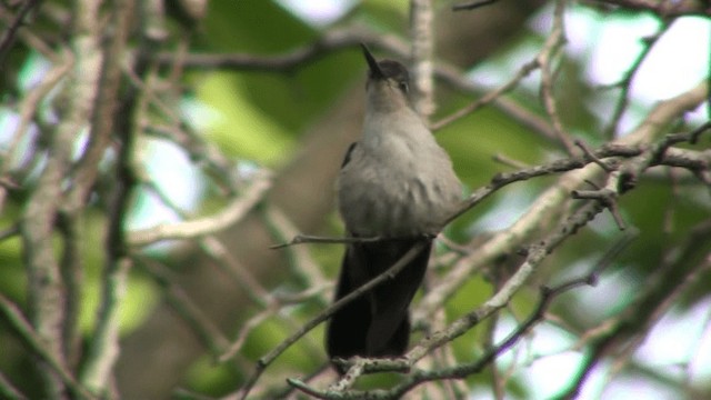 Wedge-tailed Sabrewing - ML200786141