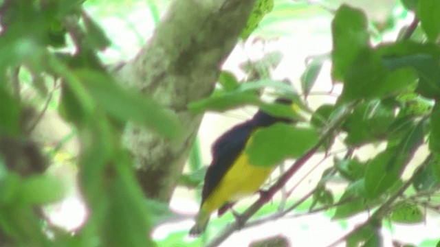 Yellow-throated Euphonia - ML200786201