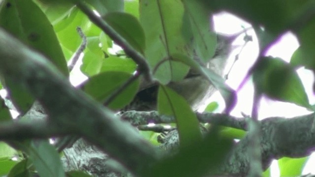 Каролинский крапивник (albinucha/subfulvus) - ML200786281