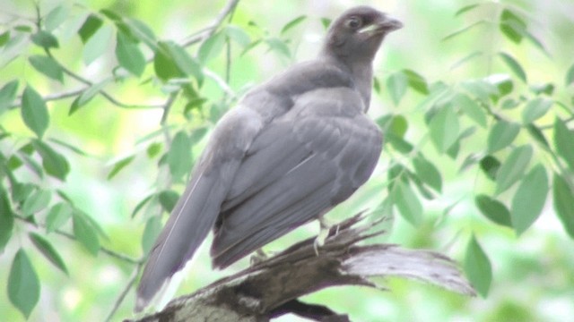 Brown Jay - ML200786321