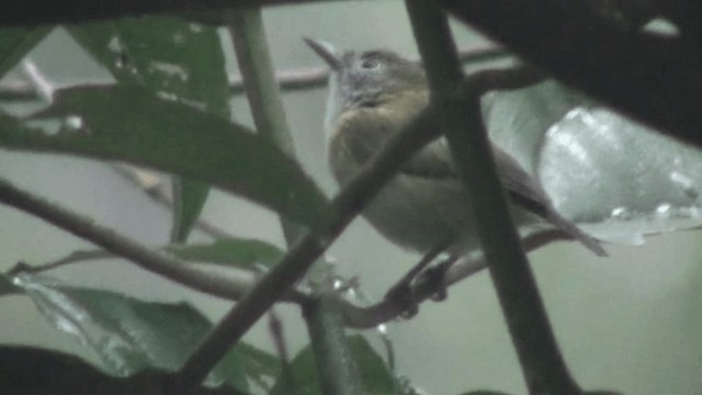 Lesser Greenlet (Gray-headed) - ML200786351