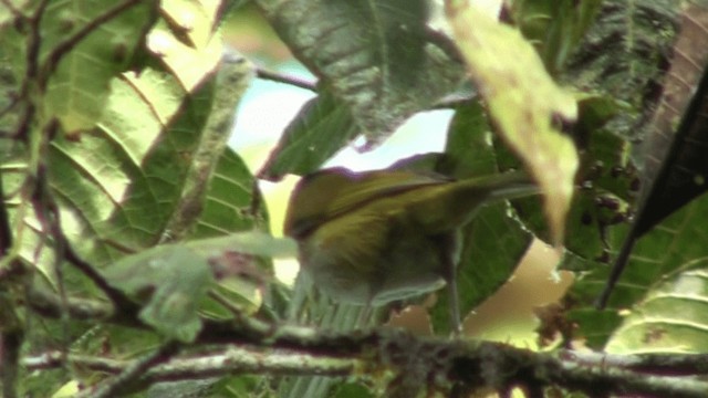 Dusky Chlorospingus - ML200786371