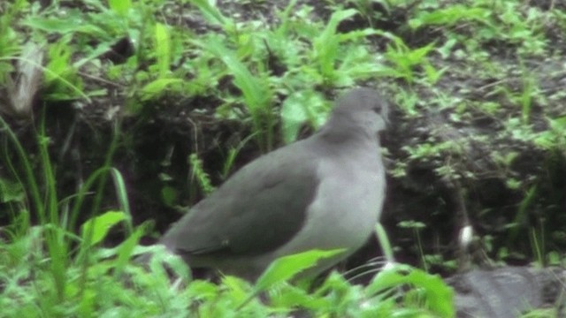 Pallid Dove - ML200786501