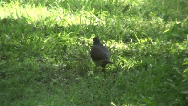 Gray-headed Dove (Gray-headed) - ML200786701