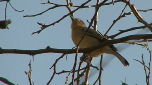 Gambia Pofuduksırtı - ML200786781