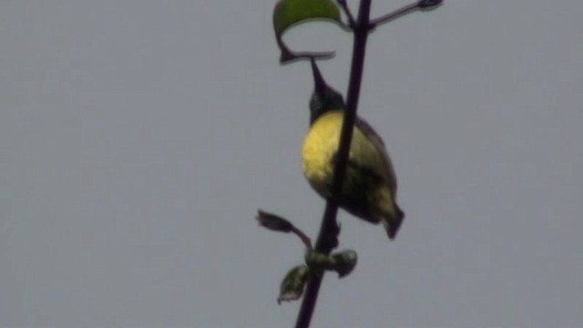 Collared Sunbird - ML200786791