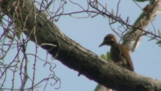 Melancholy Woodpecker - ML200786841