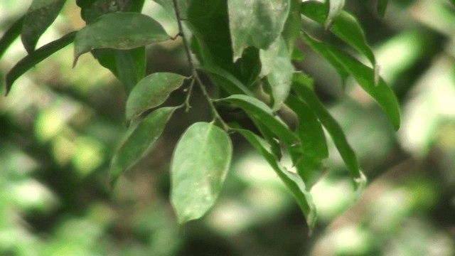 Fraser's Sunbird - ML200786921