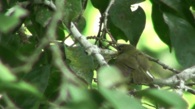 Fraser's Sunbird - ML200786931