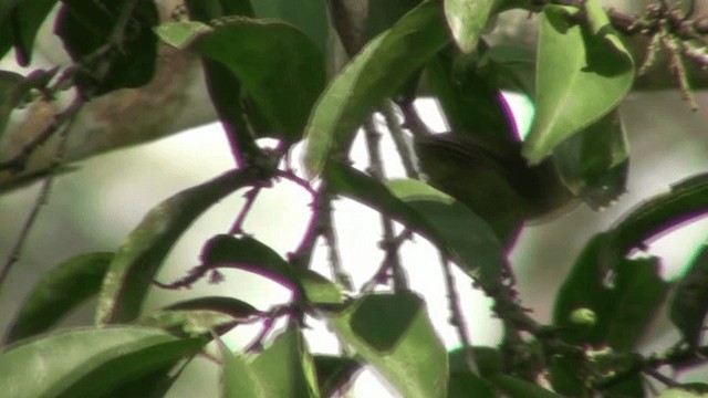 Fraser's Sunbird - ML200786941