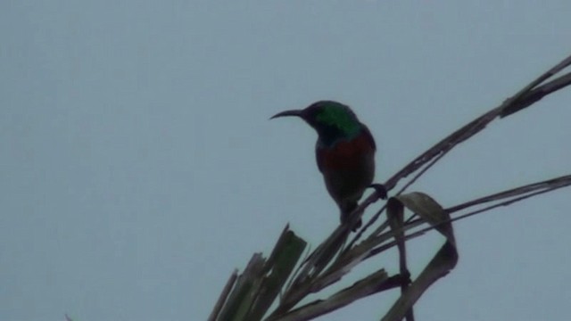 Olive-bellied Sunbird - ML200786961