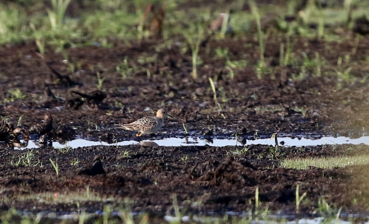 Buff-breasted Sandpiper - ML20078701