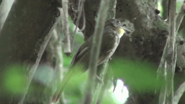 Western Bearded-Greenbul - ML200787081