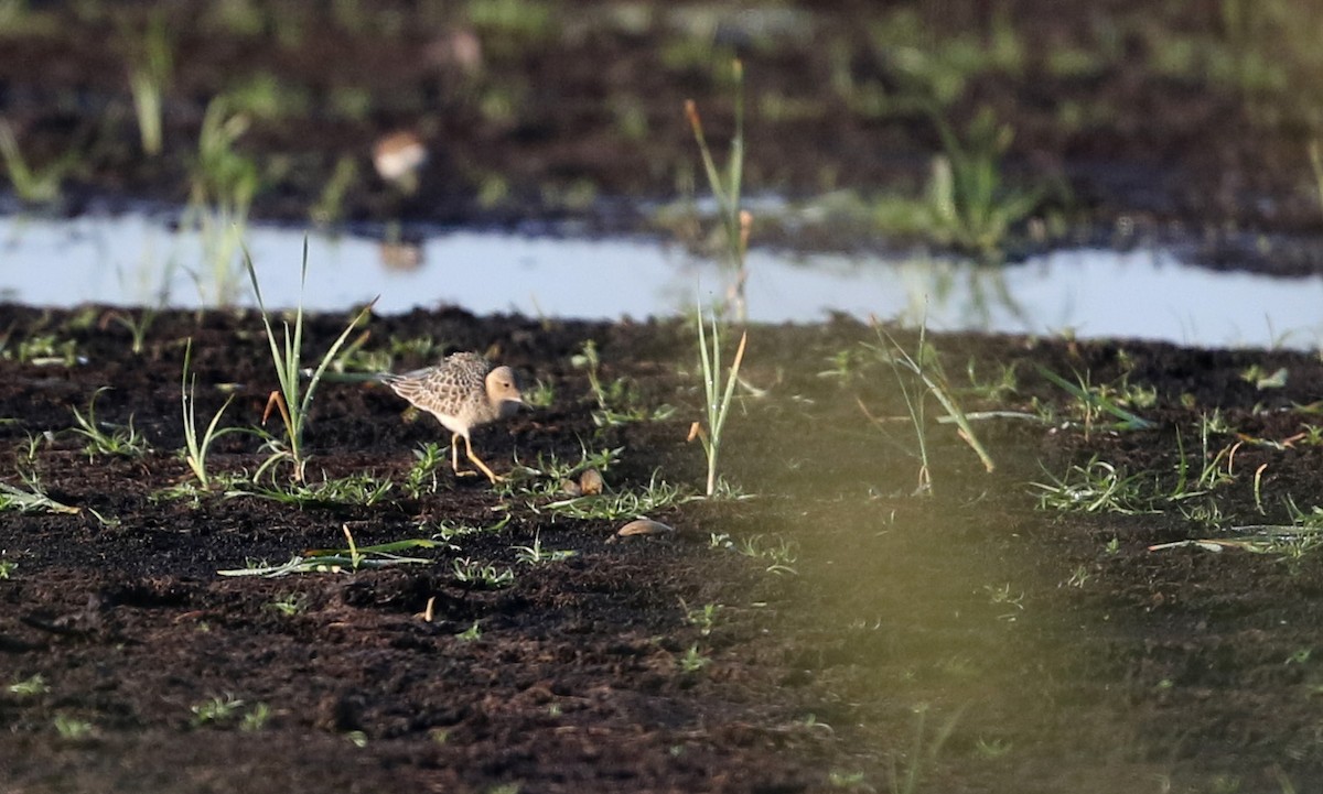 Buff-breasted Sandpiper - ML20078711