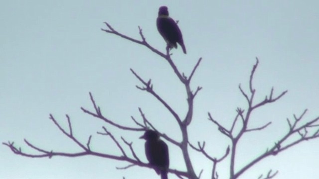 Yellow-mantled Weaver - ML200787121