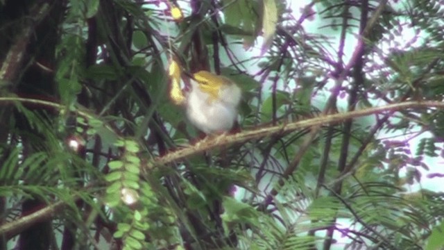 Yellow-browed Camaroptera - ML200787131