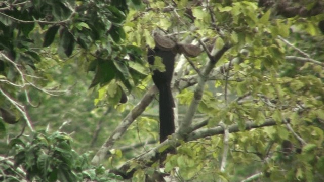 Western Long-tailed Hornbill - ML200787221