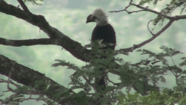 Western Long-tailed Hornbill - ML200787231