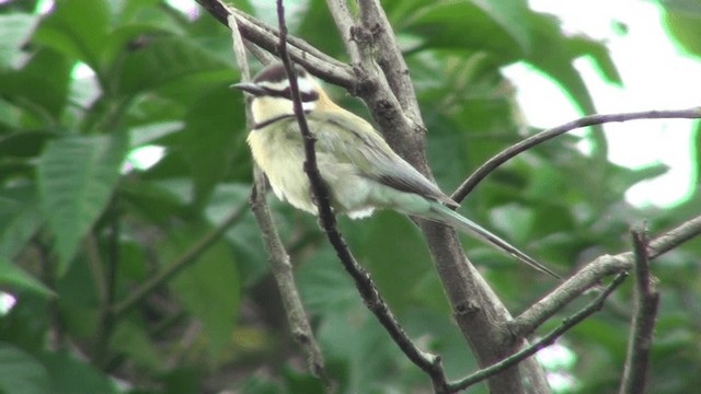 White-throated Bee-eater - ML200787241