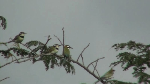 White-throated Bee-eater - ML200787251