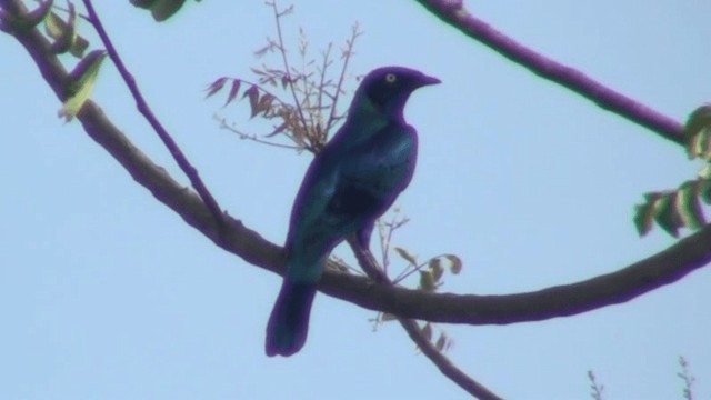 Splendid Starling - ML200787281