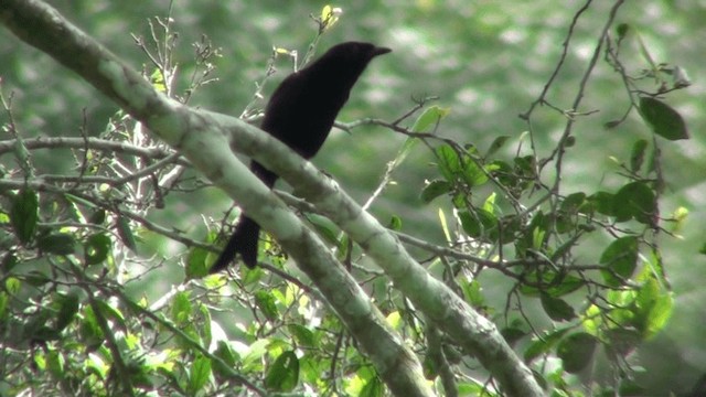 Kadife Sırtlı Drongo (atactus) - ML200787331