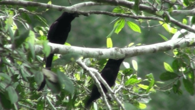 Drongo Modesto (atactus) - ML200787341